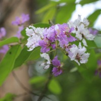 Lagerstroemia subcostata Koehne